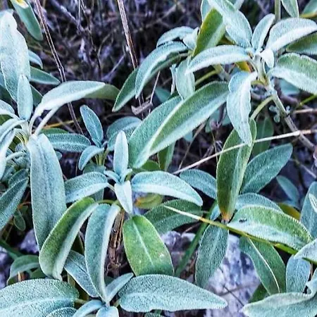 Milena 2 Opatija By Guide 아파트 로브란