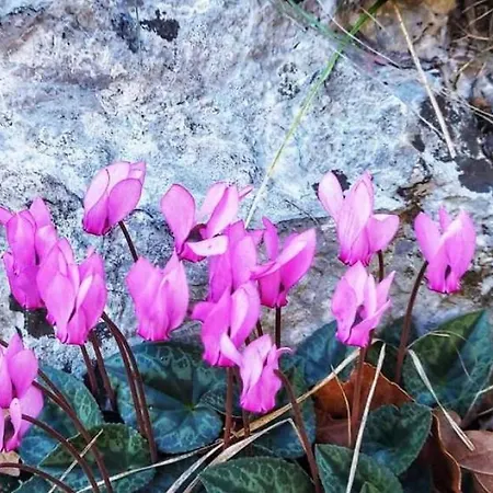 Milena 2 Opatija By Guide * 로브란